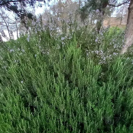 דירה Elena House קלמאקי